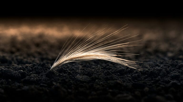 A single grain of wheat resting in dark soil.