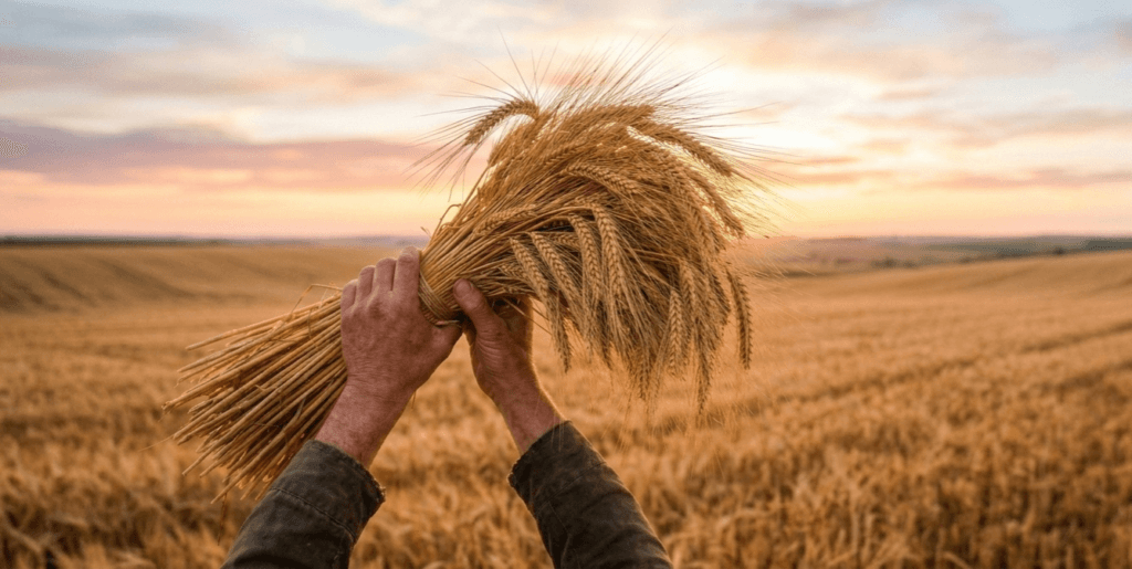 A sheaf of barley lifted up, the wave-sheaf offering