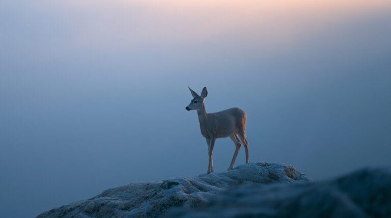A deer standing sure-footed on high, rocky ground.